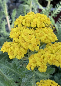 Achillea millefolium Little Moonshine'